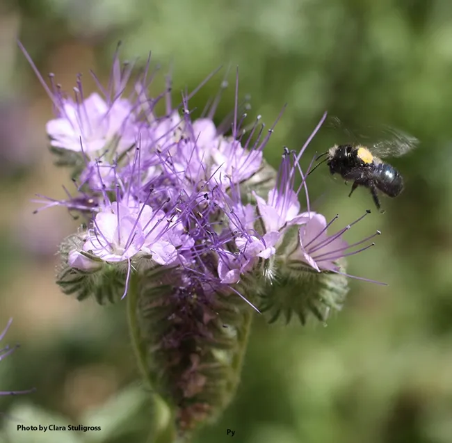 A blue orchard bee, Osmia lignaria (marked in yellow), heading for Phacelia tanacetifolia. (Photo by Clara Stuligross)