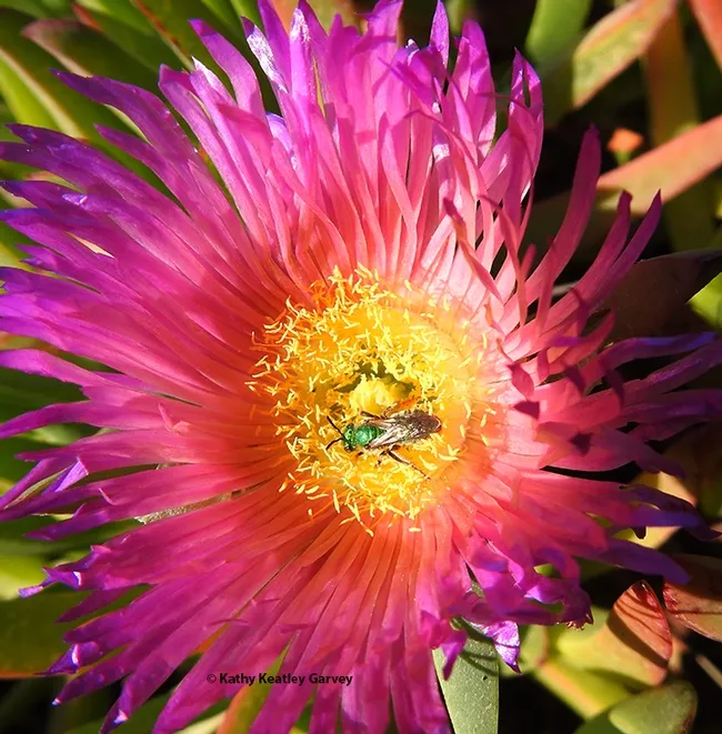 A male metallic green sweat bee, Agapostemon texanus, foraging on iceplant on Nov. 5 at a Bodega Bay's Doran Beach. (Photo by Kathy Keatley Garvey)