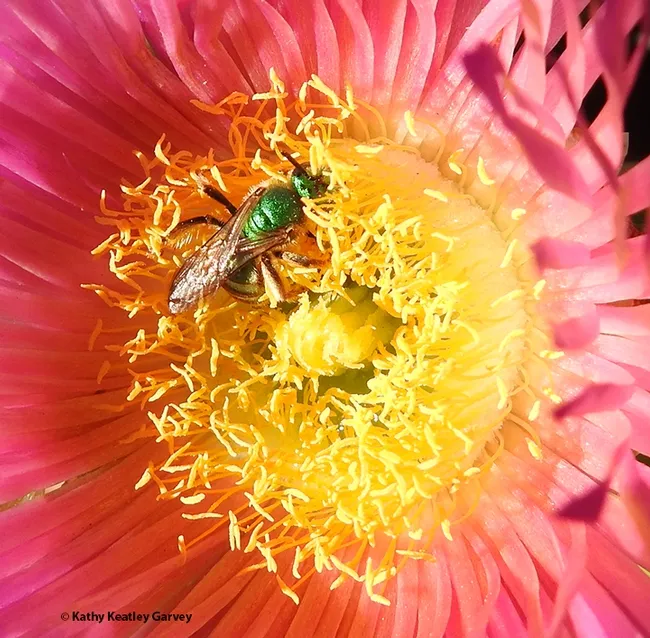 Close-up of a male metallic green sweat bee on an iceplant on Nov. 5 at a Bodega Bay's Doran Beach. (Photo by Kathy Keatley Garvey)