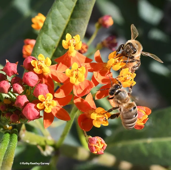 These two honey bees can't get enough of this tropical milkweed. (Photo by Kathy Keatley Garvey)