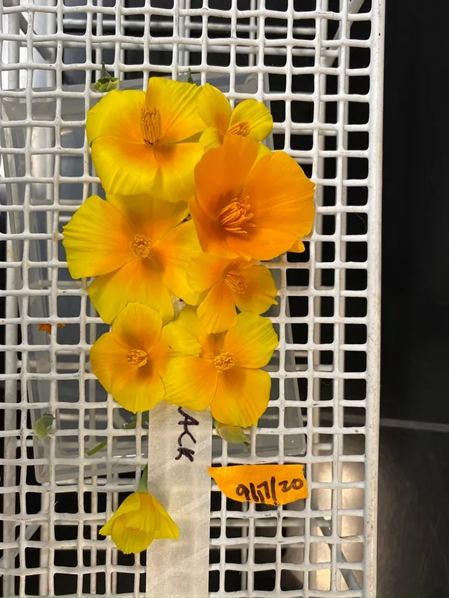 Doctoral student Shawn Christensen will present "Nectar Microbes Induce Pollen Germination to Access Scarce Nutrients" at the Davis Botanical Society meeting on Nov. 19. (Photo by Shawn Christensen)
