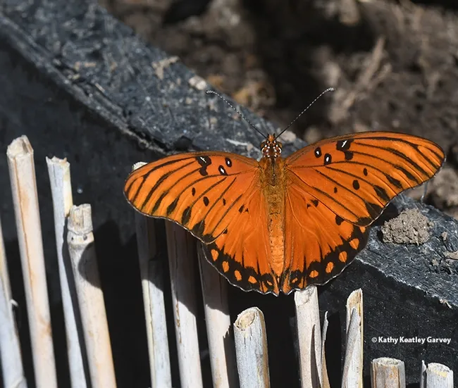 A Gulf Fritillary spreads its wings. (Photo by Kathy Keatley Garvey)