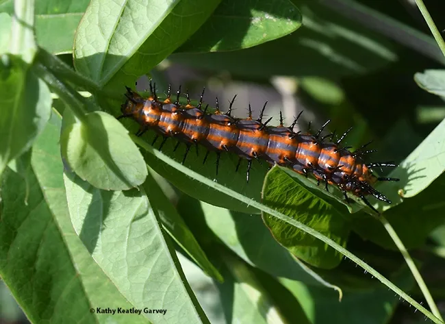 A hungry Gulf Fritillary caterpillar crawling around the Passiflora. (Photo by Kathy Keatley Garvey)