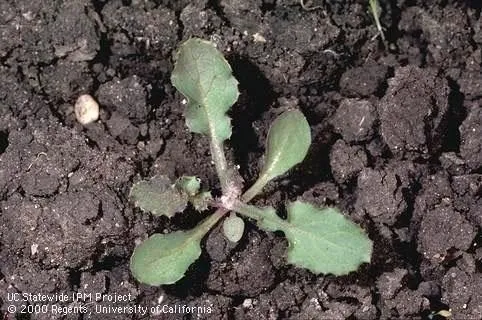 Photo 4. Sow thistle seedling (common in crop and non-crop areas)