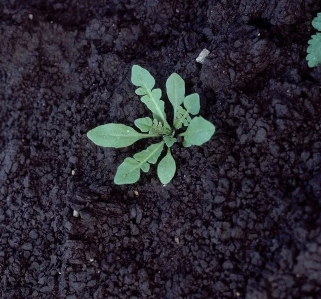 Photo 6. Shepherd's purse seeding (common year-round weed in production fields and ditches)
