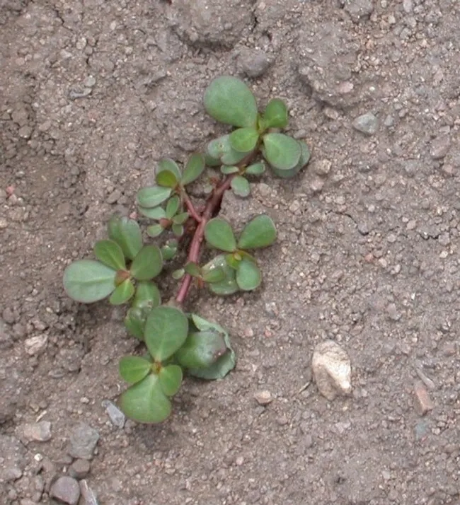 Photo 11. Purslane (common summer weed)