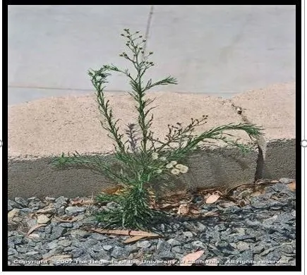 Photo 12. Hairy fleabane (common summer annual that germinates in the winter)