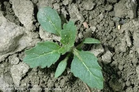 Photo 13. Hairy nightshade (common summer annual that can survive into the winter)