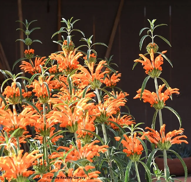 The lion's tail, Leonotis leonurus, is a native of South Africa and attracts birds, butterflies and hummingbirds. (Photo by Kathy Keatley Garvey)