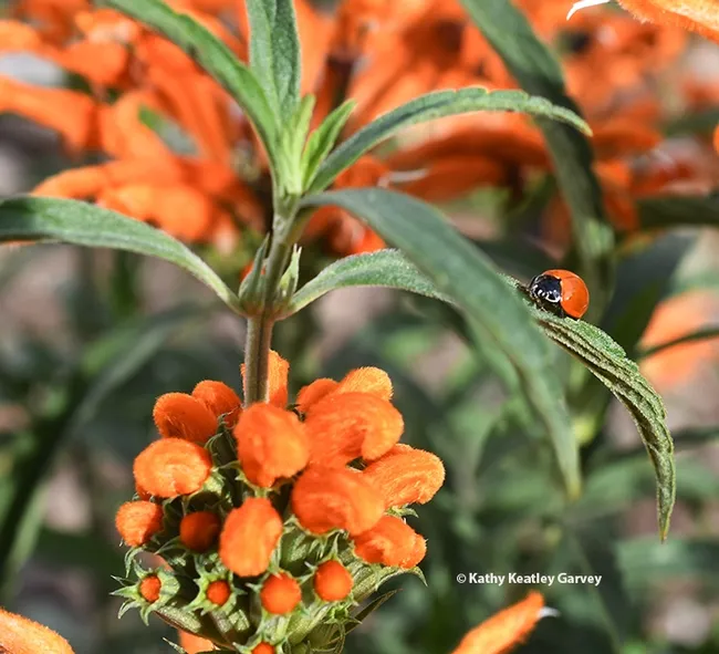 A lady beetle, aka ladybug, looks for aphids and other small bodied insects on the lion's tail. (Photo by Kathy Keatley Garvey)