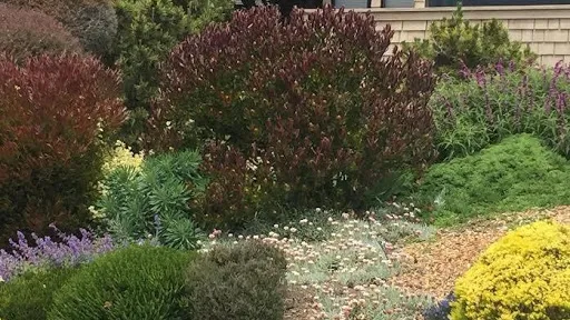 manage plant problems