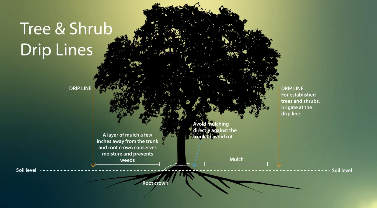 Drip-Line-Illustration