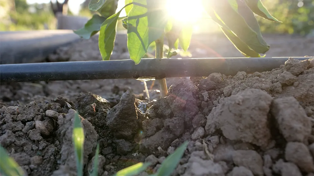 Checking your irrigation system periodically to reduce leaks and help conserve water usage. Photo: L Stiles