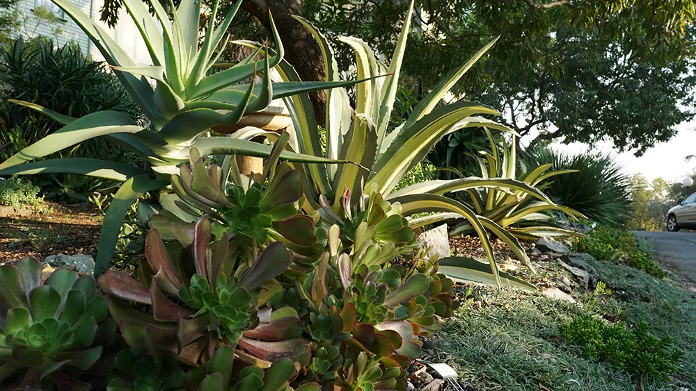 Meet the spectacular succulents and other low-water plants at the Falkirk Demonstration Garden in San Rafael. L Stiles