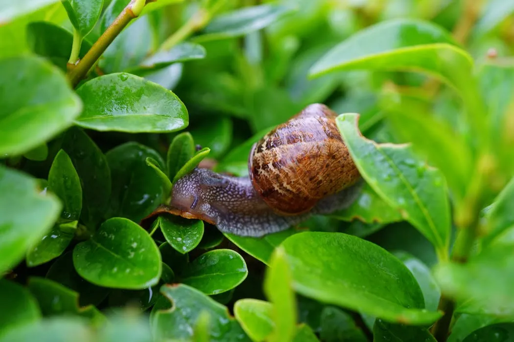 Snails can mow down new transplants in one night. Photo: Pexels