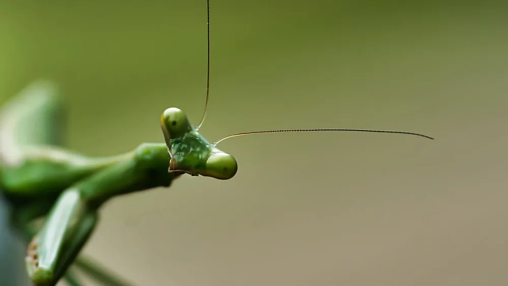 Praying mantids are generalist predators. Clint Patterson, Unsplash