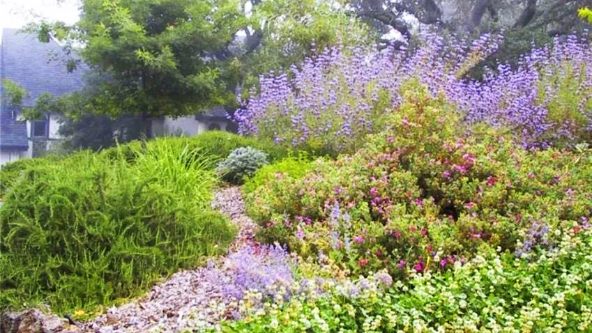 A colorful California hillside in summer. Photo: Connie Lefkowitz