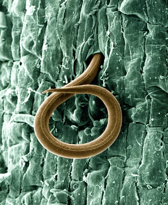 A juvenile root-knot nematode (Meloidogyne incognita) penetrates a tomato root on Jan. 24, 2013. Once inside, the juvenile, which also attacks cotton roots, causes a gall to form and robs the plant of nutrients. Photo by William Wergin and Richard Sayre. Colorized by Stephen Ausmus. (USDA Photo, Courtesy of Wikipedia)