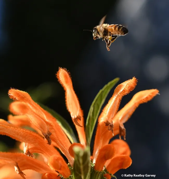 A honey bee heads for the lion's tail, Leonotis leonurus, in Vacaville, Calif. on a sunny day in December.