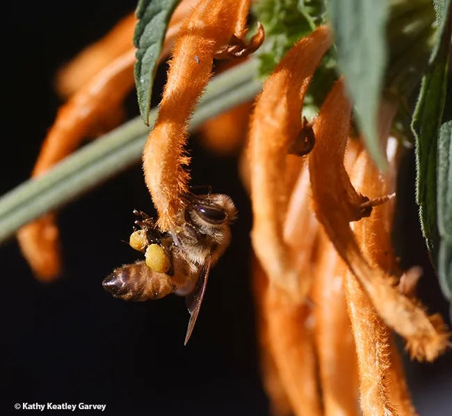 Ahh, just what this worker was looking for. The plant meets her needs and the needs of her colony. (Photo by Kathy Keatley Garvey)