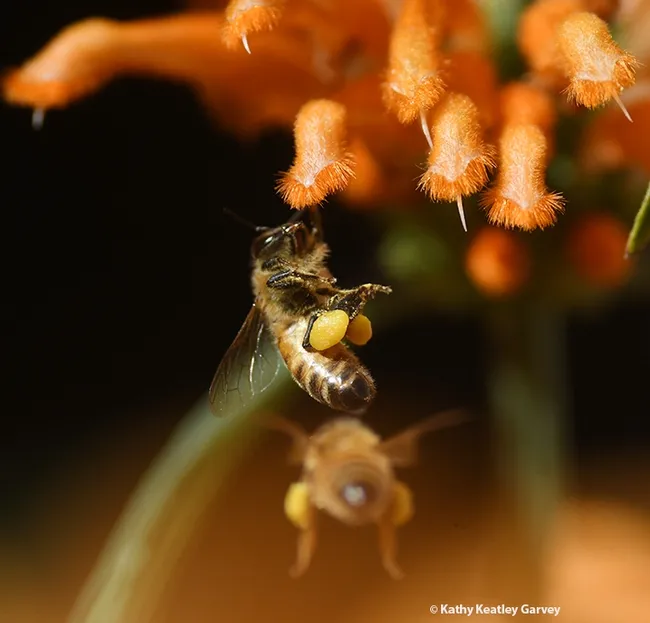 Word spreads that the lion's tail is the "place to bee." (Photo by Kathy Keatley Garvey)