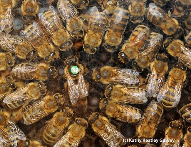 "On the 11th day of Christmas, my true love gave to me 11 queen bees piping." This image shows a queen bee and her retinue. (Photo by Kathy Keatley Garvey)