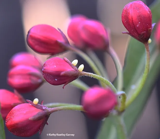 This "floral bouquet" of milkweed contains four monarch eggs. Image taken in Vacaville, Calif. (Photo by Kathy Keatley Garvey)