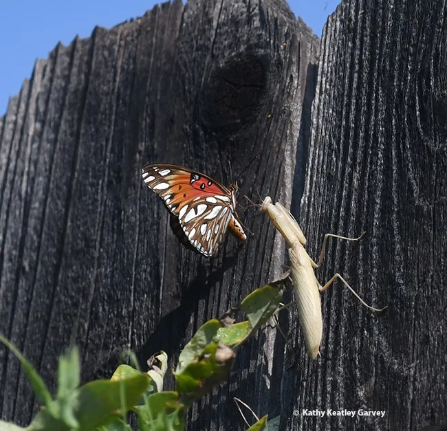 Oops! A Gulf Fritillary, Araulis vanillae, lands near a praying mantis, a female Mantis religiosa, in Vacaville, Calif. (Photo by Kathy Keatley Garvey)