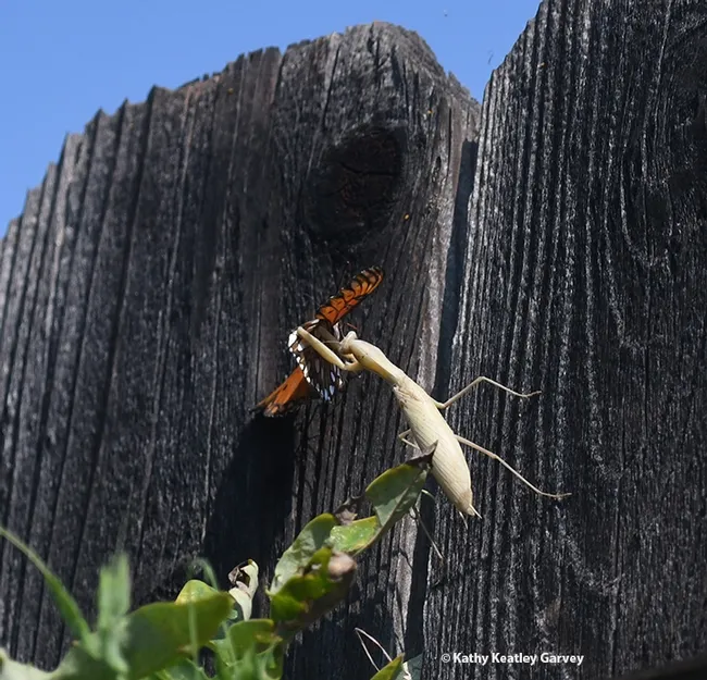 The praying mantis lurches toward the unsuspecting butterfly and tries to snag it with its spiked forelegs. (Photo by Kathy Keatley Garvey)