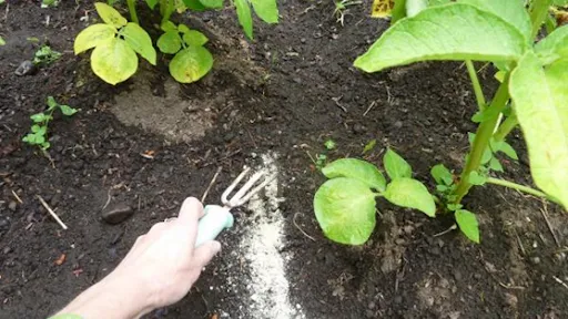 Kathleen Moore, NC State