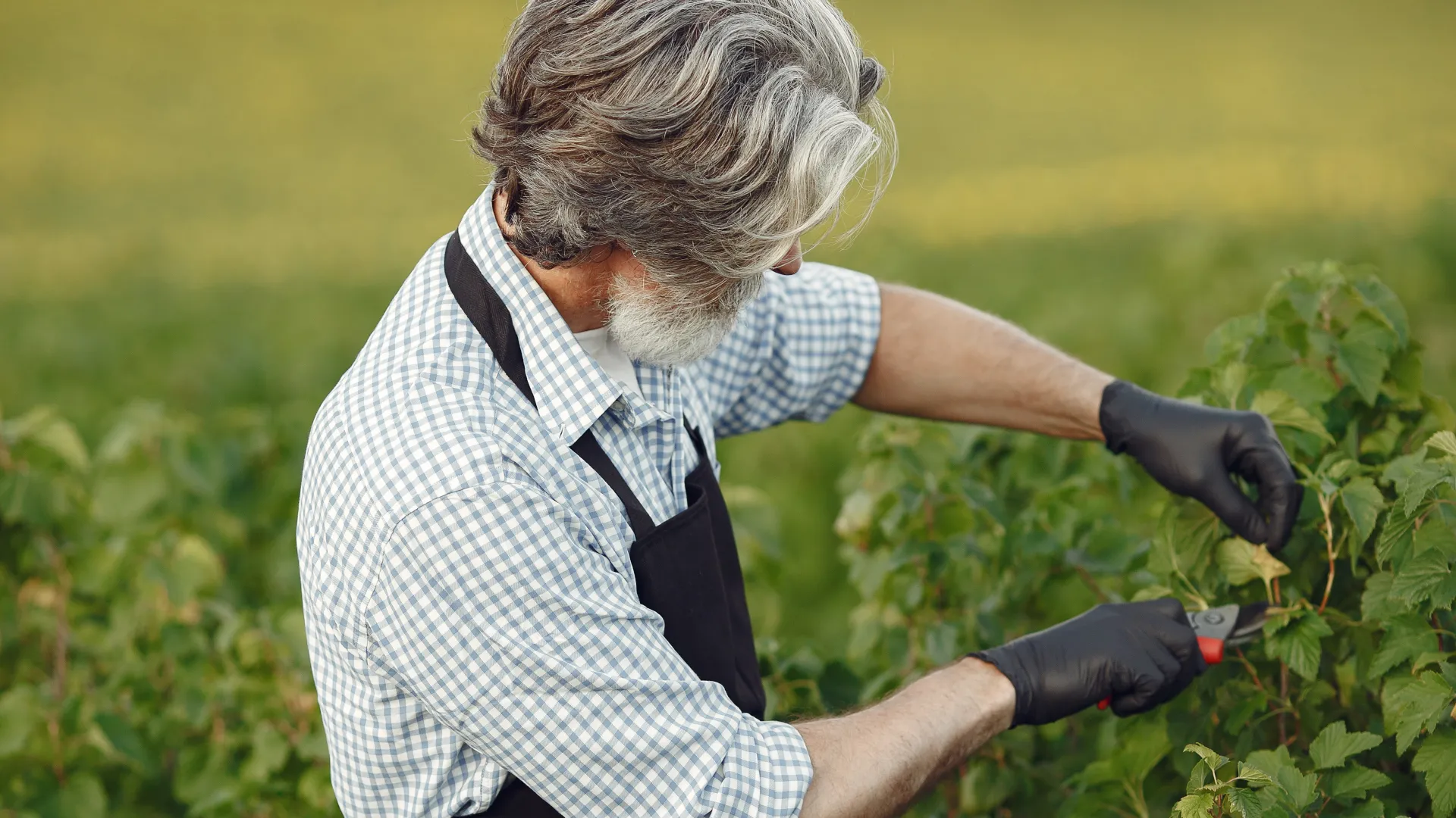 senior-in-a-black-apron-use-a-averruncator-X3NC3V9