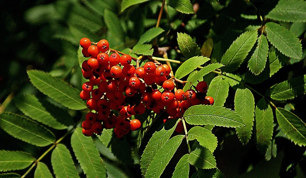 Toyon. Photo: PxHere