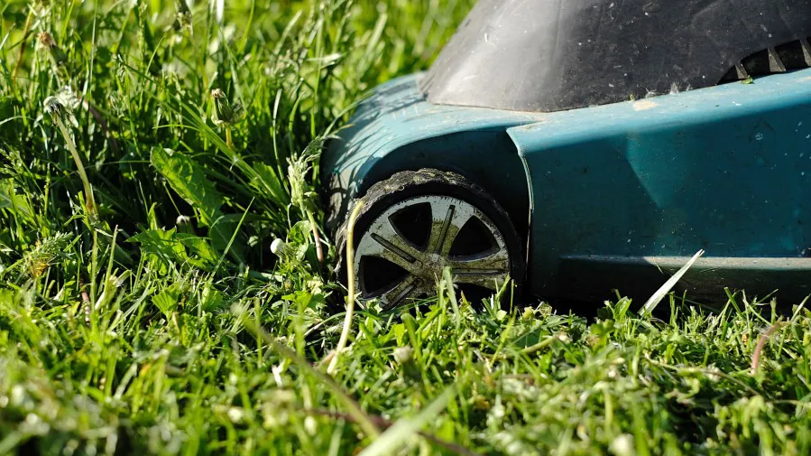 Leave grass clipping after mowing and reduce your need for fertilizer.