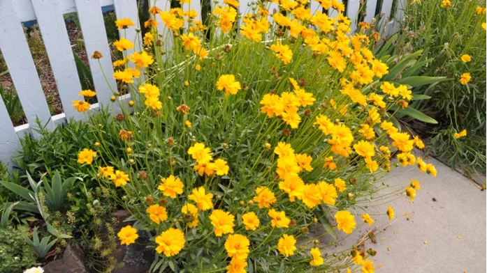 Coreopsis is not fazed by hot weather. Photo: PlantMaster