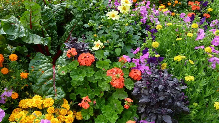 Some perennials bloom exuberantly in the heat of summer. Photo: Creative Commons