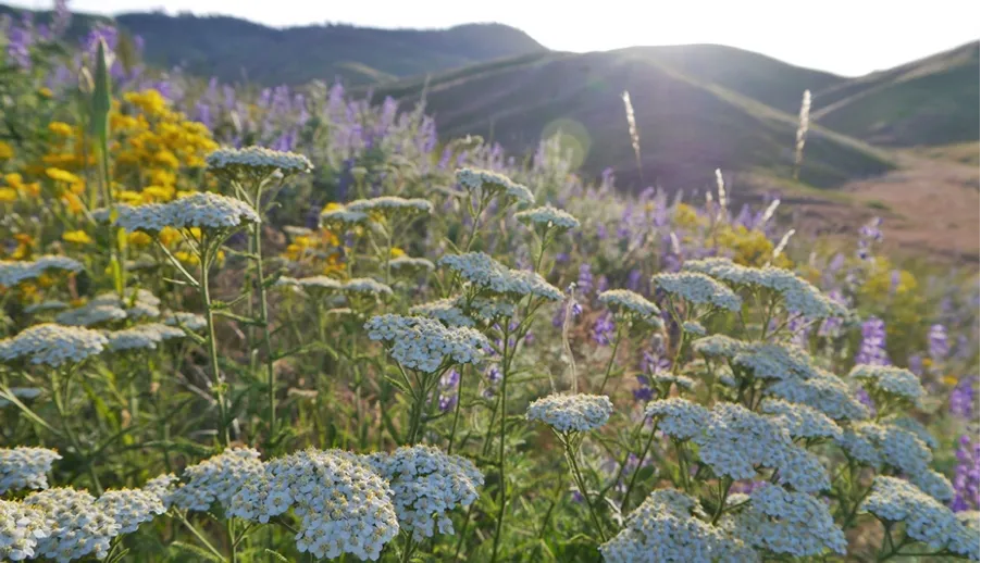 Yarrow (Achillea) performs in cool coastal settings, and the flowers provide perfect landing pads for butterflies. Photo: PlantMaster