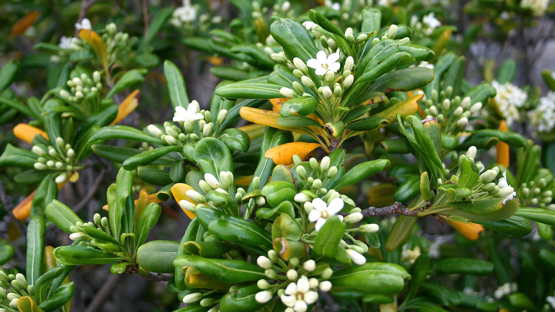 Pittosporum tobira, mock orange. Photo: Wikimedia Commons