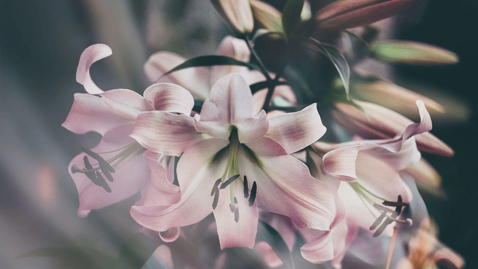 Lilies are amongst the most popular bulbs. Julia Kadel, Unsplash