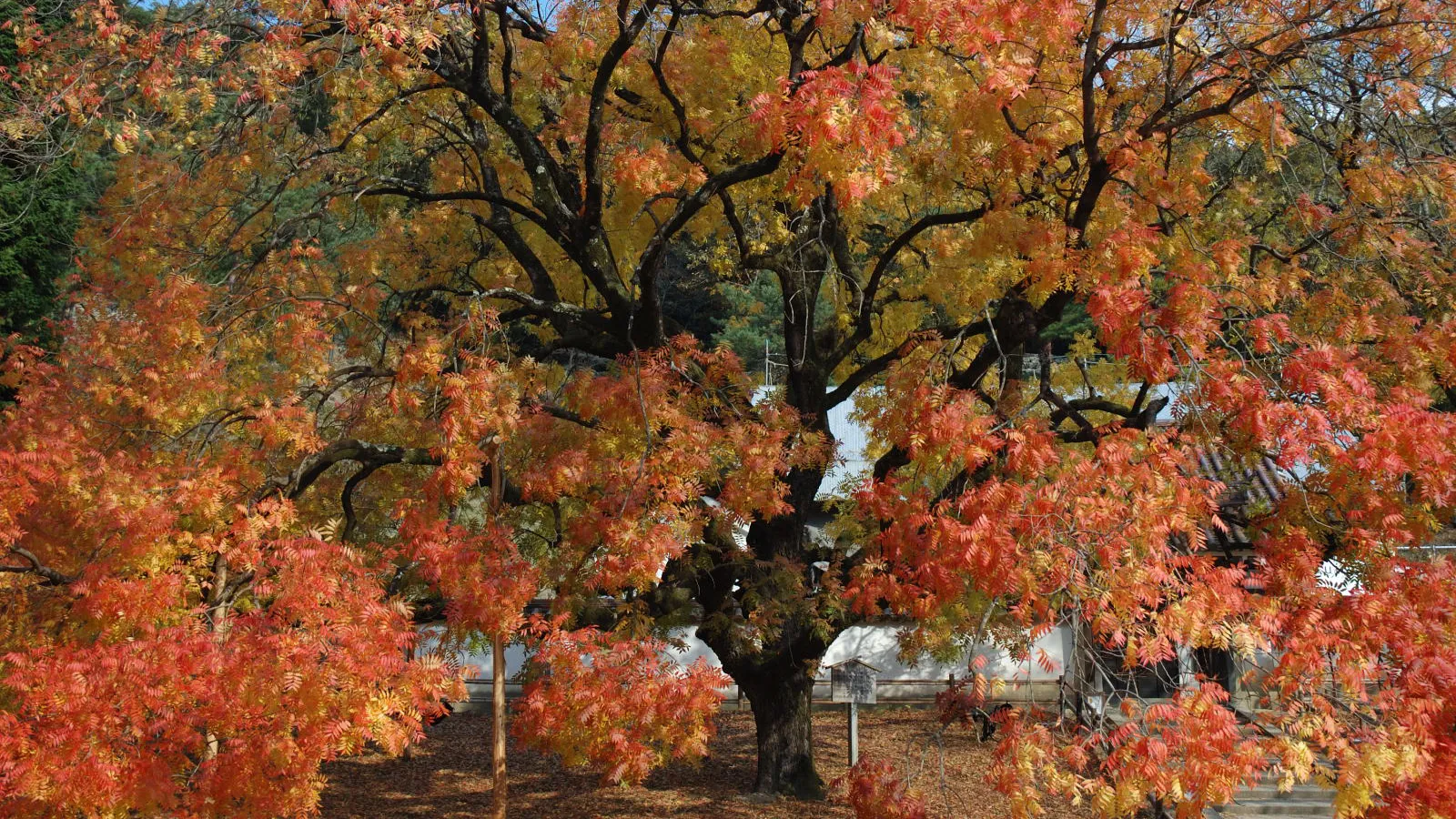 Chinese pistache, Wikimedia Commons