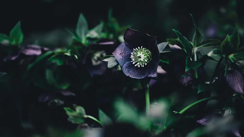 Hellebore, Annie Spratt, Unsplash