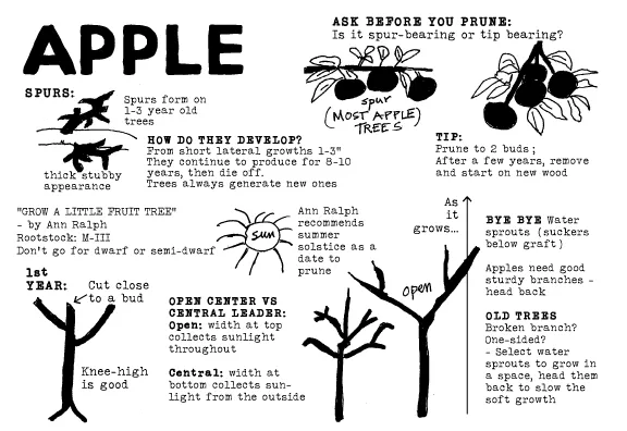 Pruning-Card-APPLE