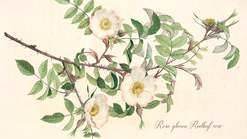 Photo: New York Public Library, Unsplash