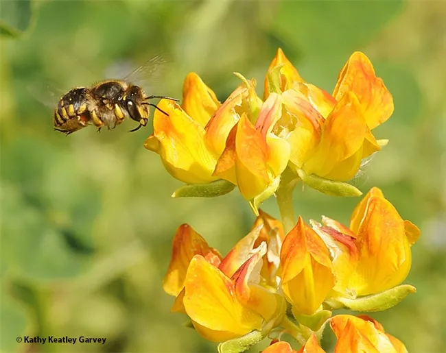 A European wool carder bee, Anthidium manicatum, heads for a snapdragon. (Photo by Kathy Keatley Garvey)