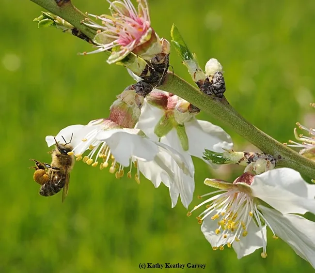 A honey bee packing pollen on almond blossoms on the UC Davis campus. California almonds usually begin blooming around Feb. 14. (Photo by Kathy Keatley Garvey)