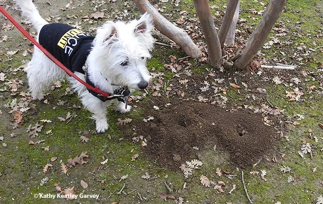 Piper, a West Highland white terrier, aka Westie, "polices" two carpenter ant mounds in a Vacaville park. (Photo by Kathy Keatley Garvey)
