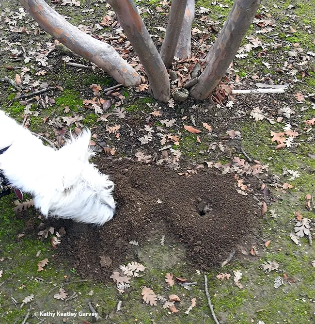 Being the curious sort, Piper, a West Highland white terrier, sniffs a carpenter ant mound in a Vacaville park. (Photo by Kathy Keatley Garvey)