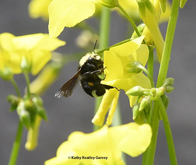 Side view of a yellow-faced bumble bee, Bombus vosnesenskii, on oxalis in Benicia. Note the orange pollen. (Photo by Kathy Keatley Garvey)