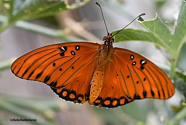 Gulf Fritillary, Agraulis vanillae. (Photo by Kathy Keatley Garvey)