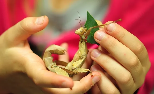 A youngster feeds a stick insect at the Bohart Museum of Entomology. (Photo by Kathy Keatley Garvey)