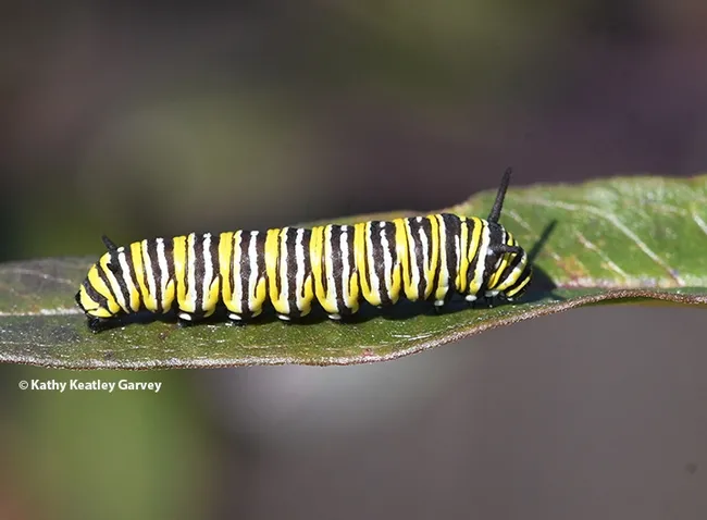 A monarch caterpillar on a milkweed leaf on Jan. 23 in Vacaville, Calif. (Photo by Kathy Keatley Garvey)